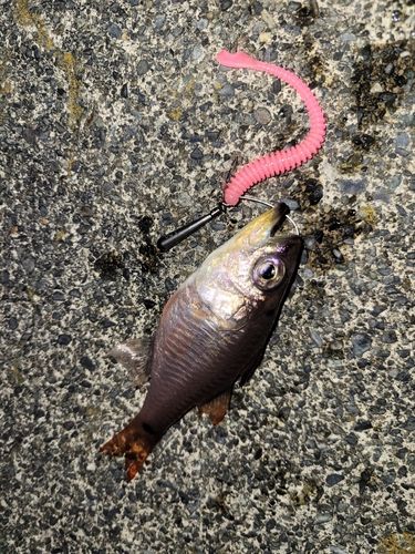 ネンブツダイの釣果