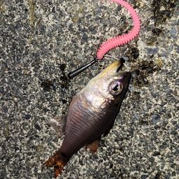 ネンブツダイ