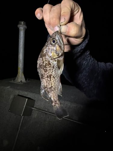 ソイの釣果