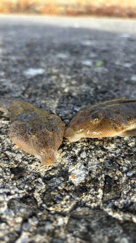 ネズミゴチの釣果