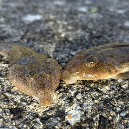 ネズミゴチ