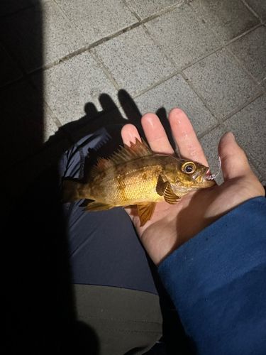 アカメバルの釣果