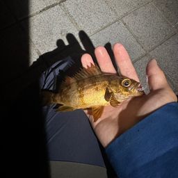 アカメバル