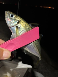マアジの釣果
