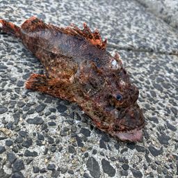 オニカサゴ