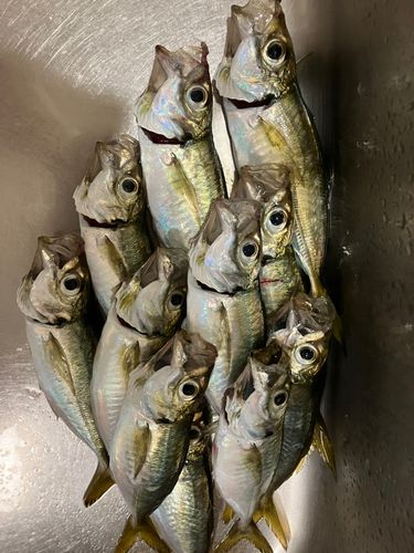 博多湾