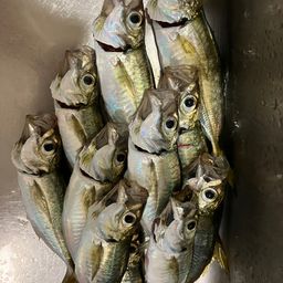 アジ