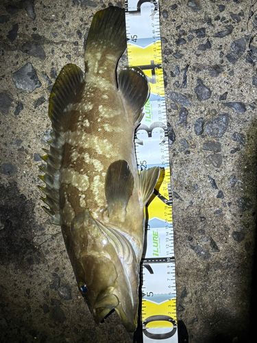 クエの釣果