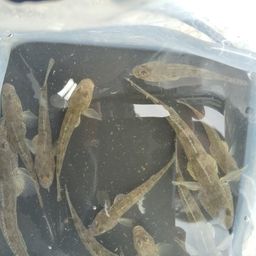 マハゼ