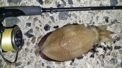 コウイカの釣果
