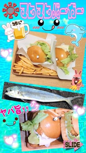 シイラの釣果