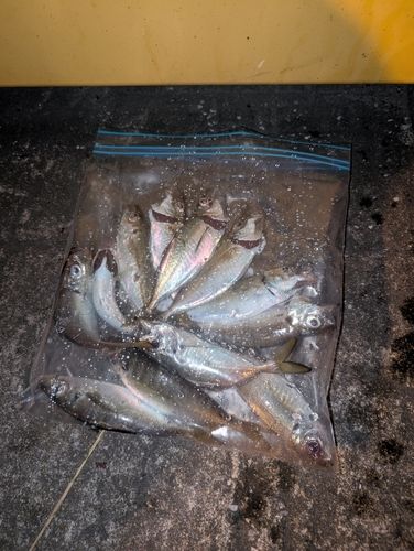 アジの釣果