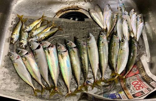 サバの釣果