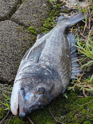 チヌの釣果
