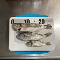 イシモチ