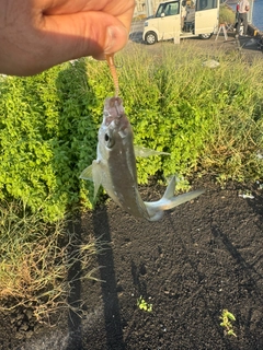 クロサギの釣果