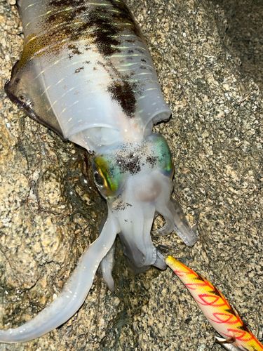 アオリイカの釣果