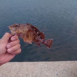 カサゴ