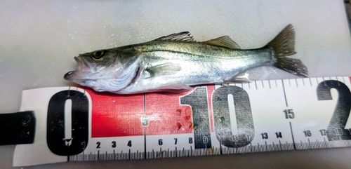 セイゴ（マルスズキ）の釣果