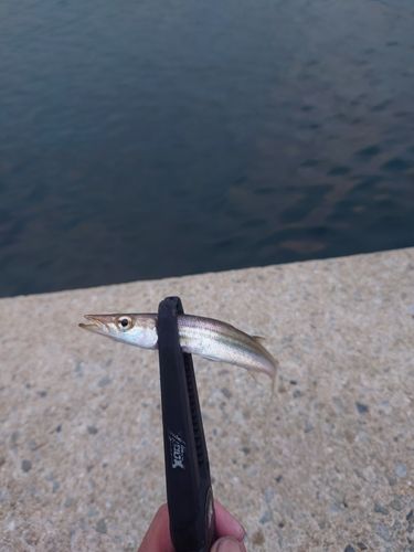 カマスの釣果