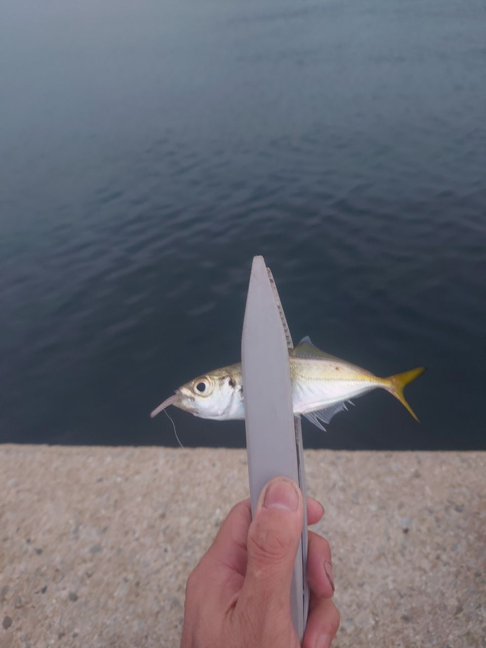 アジ