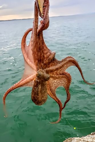 タコの釣果