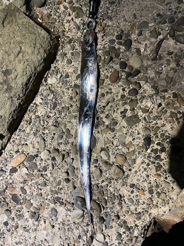 タチウオの釣果