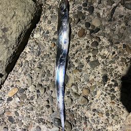 タチウオ