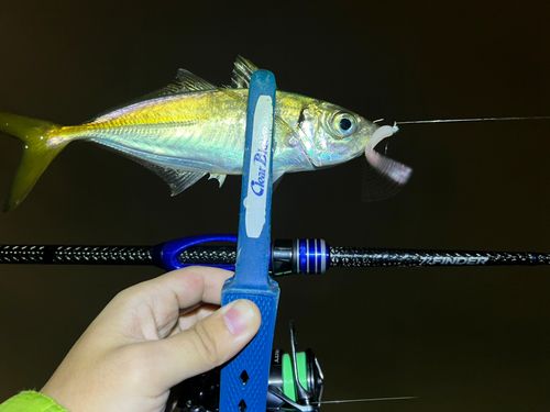 マアジの釣果