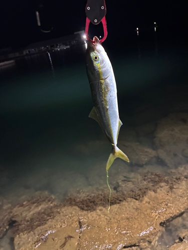コゾクラの釣果