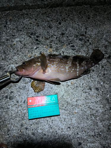 アコウの釣果