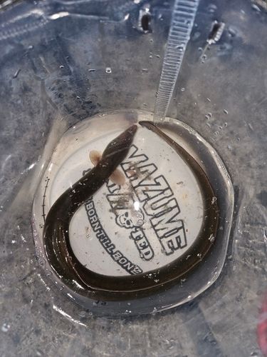 ウナギの釣果