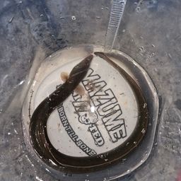 ウナギ