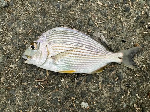 ヘダイの釣果