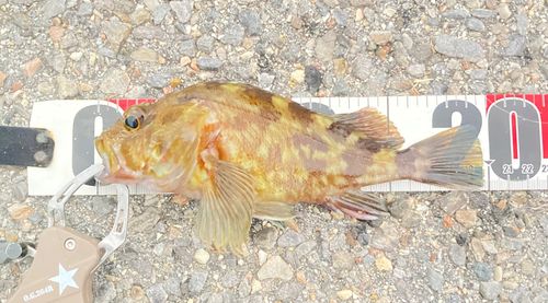 カサゴの釣果