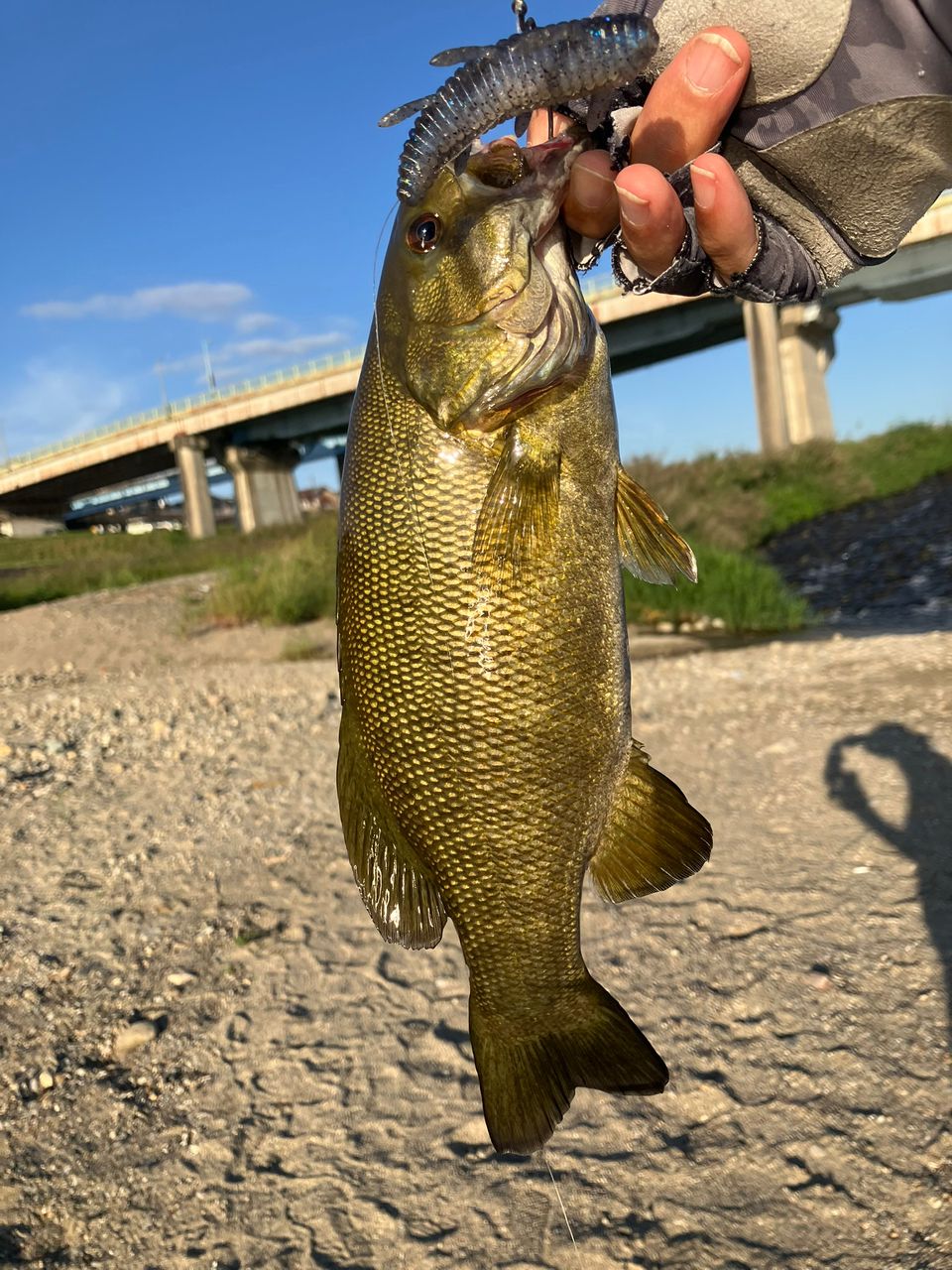 スモールマウスバス