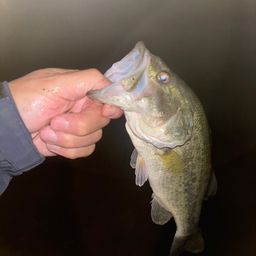 ブラックバス