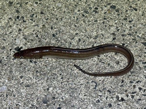 常滑りんくう釣り護岸