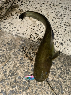 ナマズの釣果