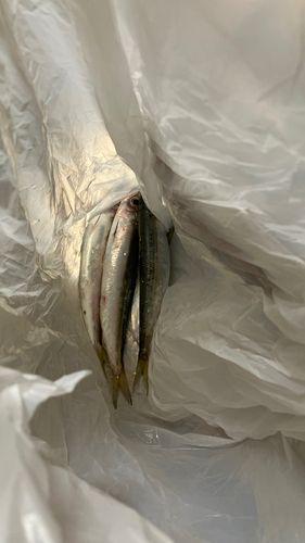 ウルメイワシの釣果