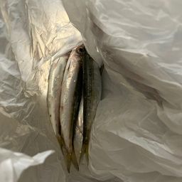 ウルメイワシ