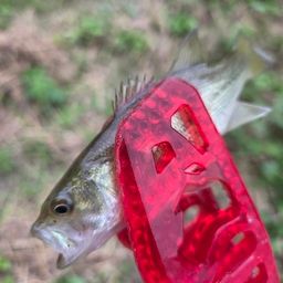 ラージマウスバス