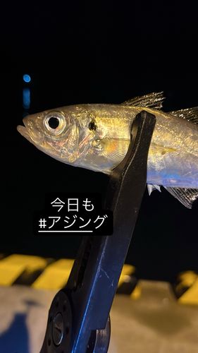 マアジの釣果