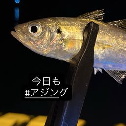マアジ