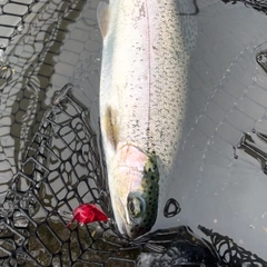 ニジマスの釣果