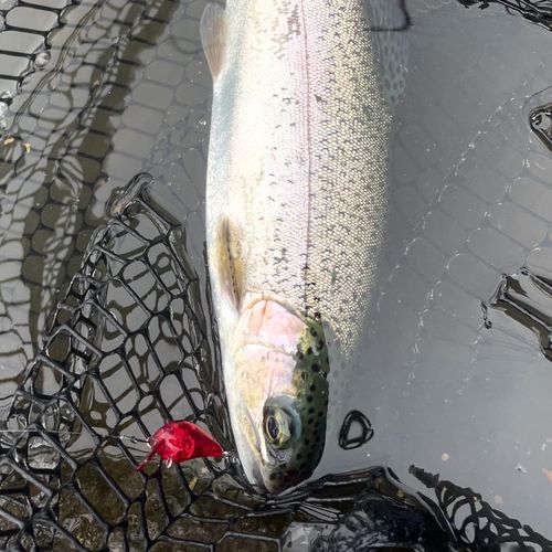 ニジマスの釣果