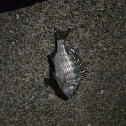 クロダイ