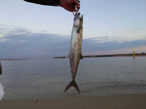 サゴシの釣果