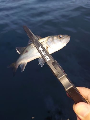 セイゴ（マルスズキ）の釣果