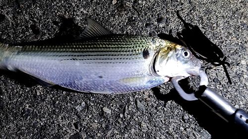 コノシロの釣果